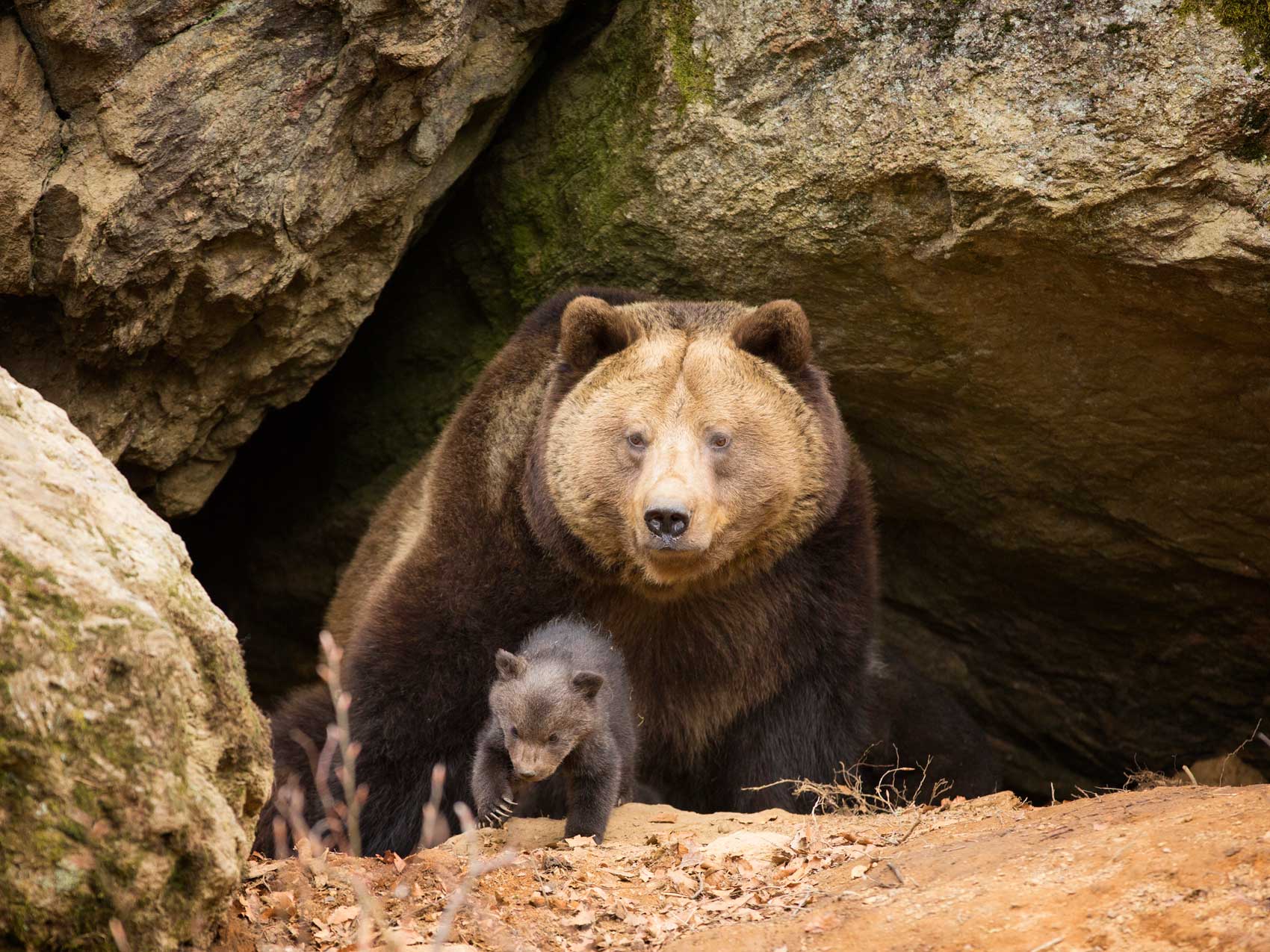 Бурый медведь в берлоге фото